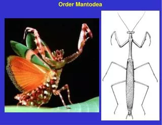 Order Mantodea