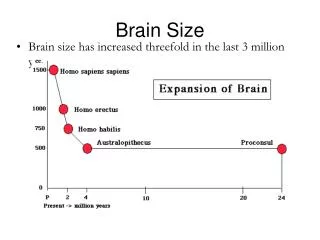 Brain Size