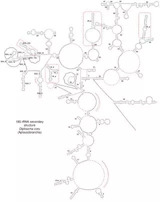 18S rRNA secondary structure Diplosoma ooru (Aplousobranchia)