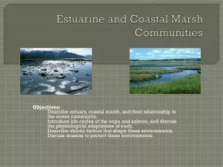 Estuarine and Coastal Marsh Communities