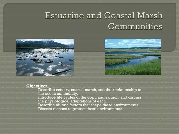 estuarine and coastal marsh communities