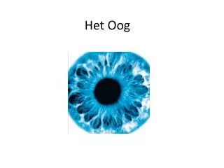 het oog