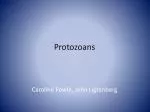 Protozoans - slide 1