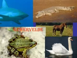 gewervelde