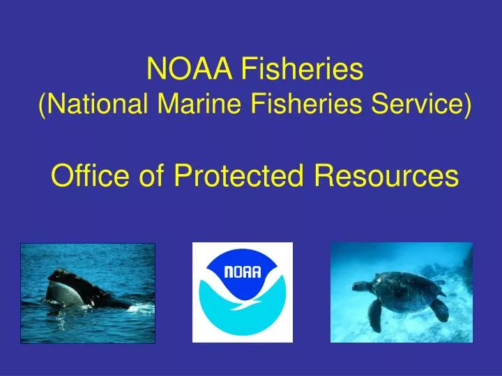 noaa fisheries national marine fisheries service office of protected resources