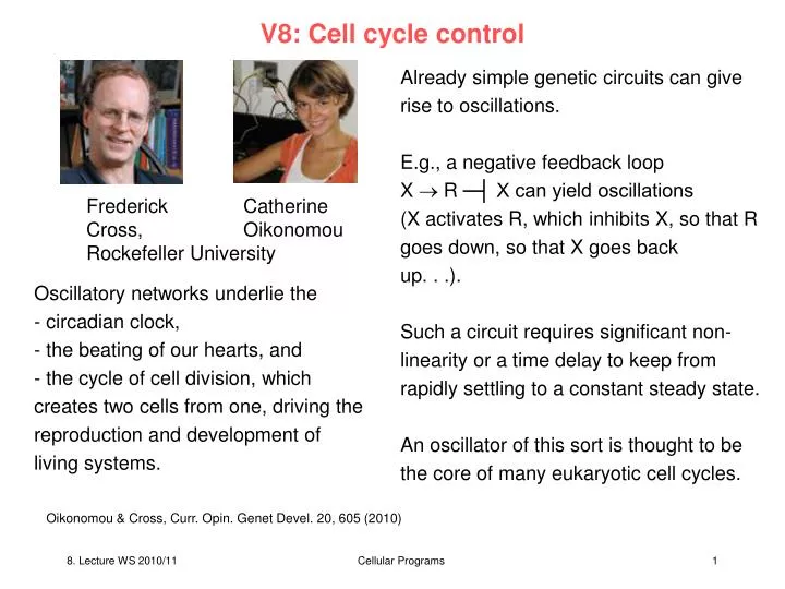 v8 cell cycle control