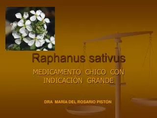 raphanus sativus