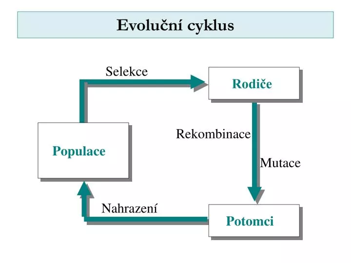 evolu n cyklus