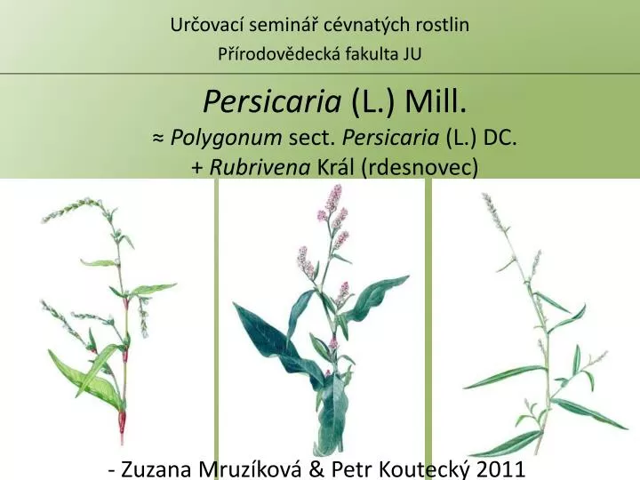 persicaria l mill polygonum sect persicaria l dc rubrivena kr l rdesnovec