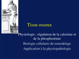 tissu osseux