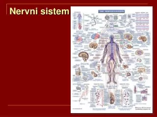 nervni sistem
