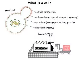 yeast cell