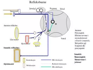 Refleksbuene