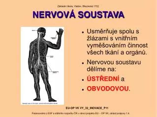 nervov soustava