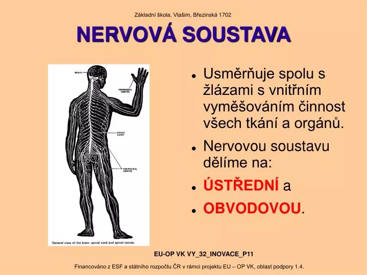 nervov soustava