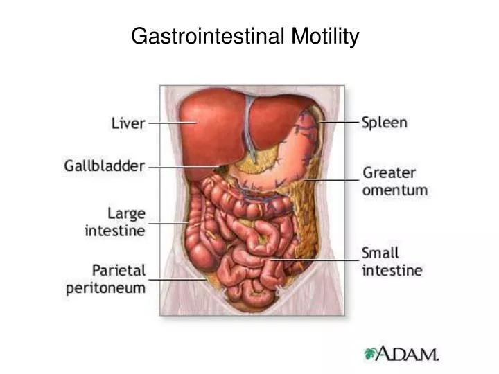 gastrointestinal motility