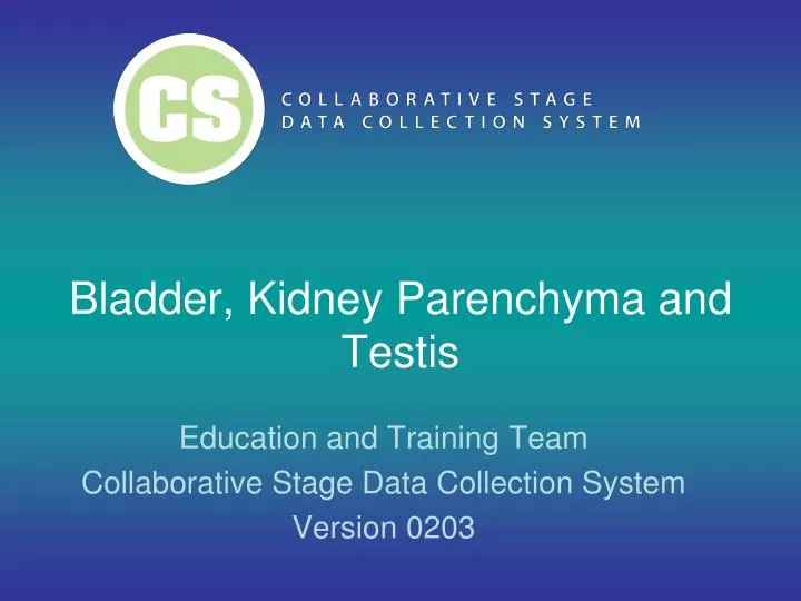 bladder kidney parenchyma and testis