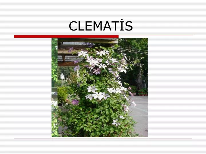 clemat s