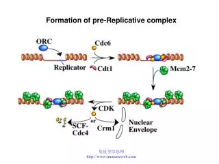 Formation of pre-Replicative complex