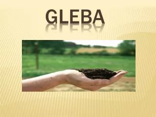 Gleba