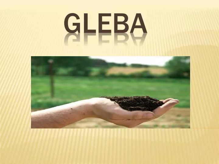 gleba