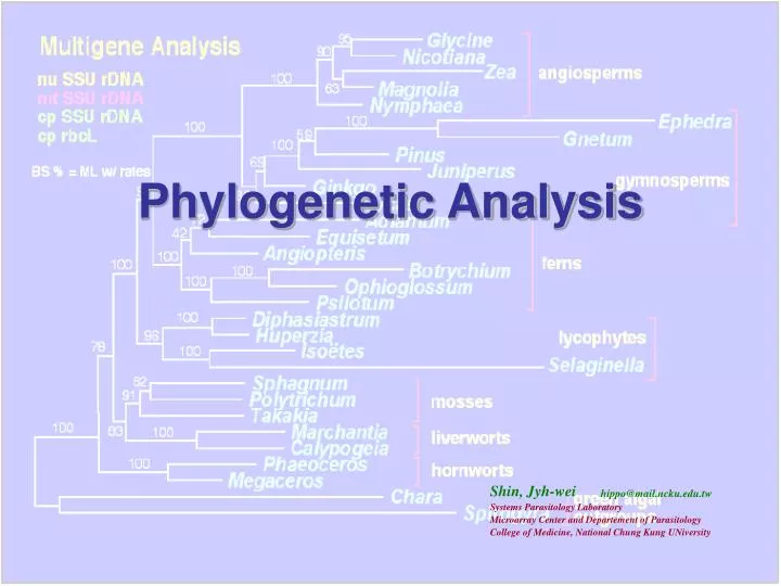 phylogenetic analysis