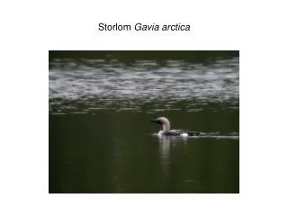 storlom gavia arctica