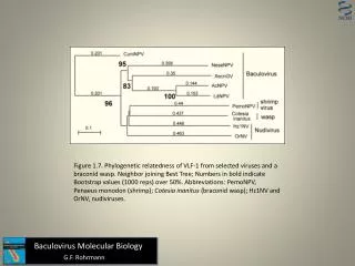 Baculovirus Molecular Biology