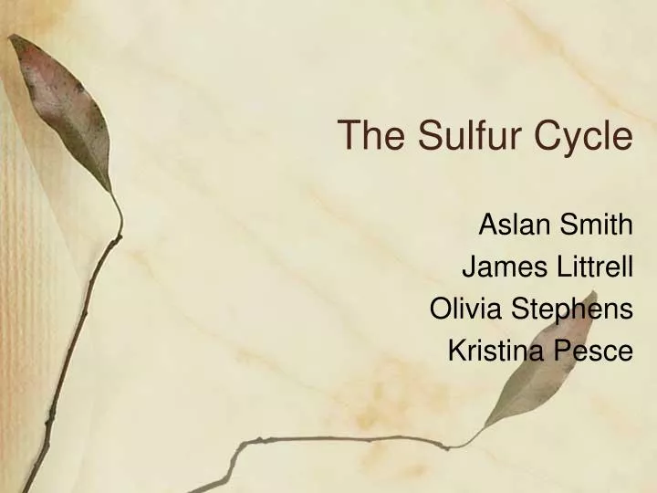 the sulfur cycle