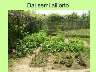 dai semi all orto