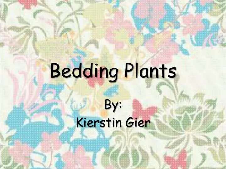 bedding plants