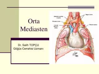 orta mediasten