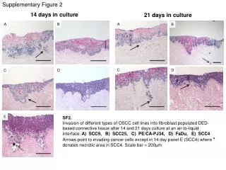 Supplementary Figure 2