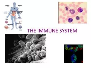 THE IMMUNE SYSTEM