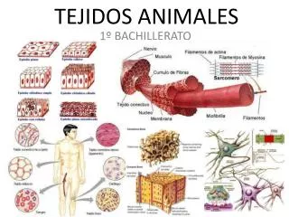 tejidos animales