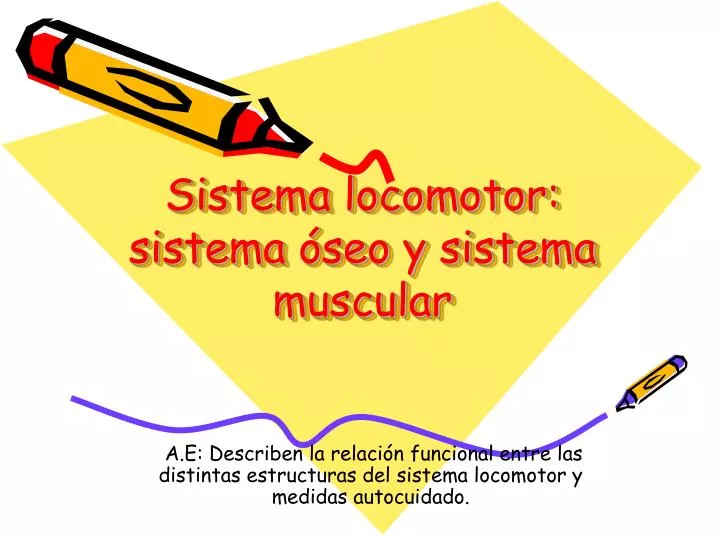 sistema locomotor sistema seo y sistema muscular