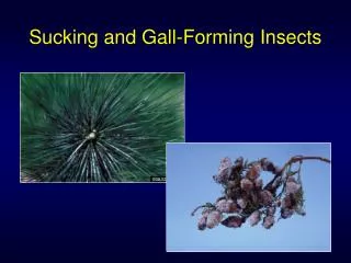 Sucking and Gall-Forming Insects