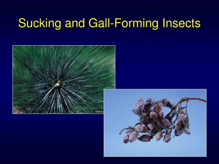 sucking and gall forming insects