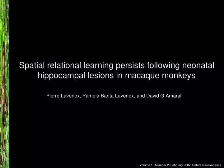 spatial relational learning persists following neonatal hippocampal lesions in macaque monkeys