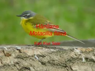 h nilane motacilla flava