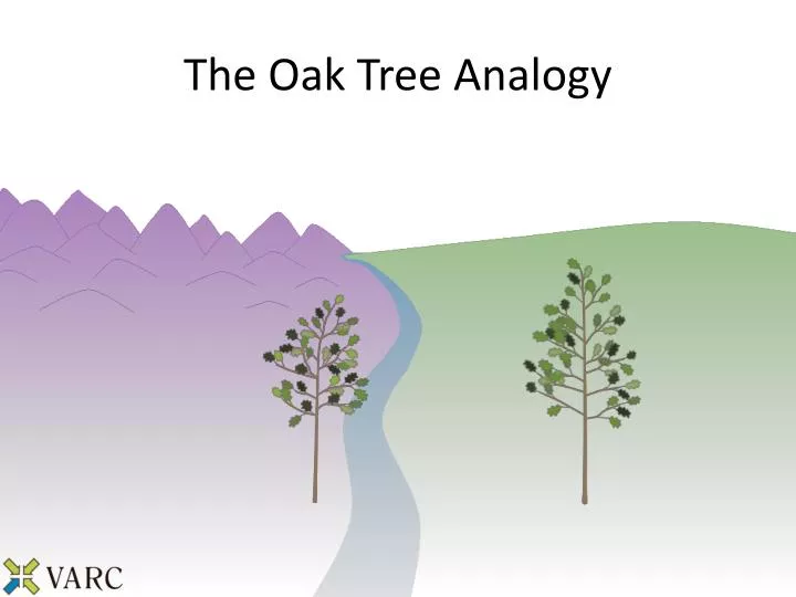 the oak tree analogy