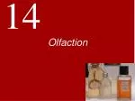 Olfaction - slide 1