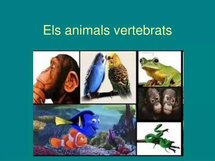 els animals vertebrats