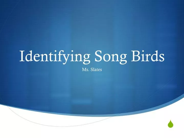 identifying song birds