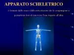 APPARATO SCHELETRICO - slide 1