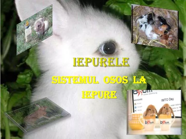 iepurele