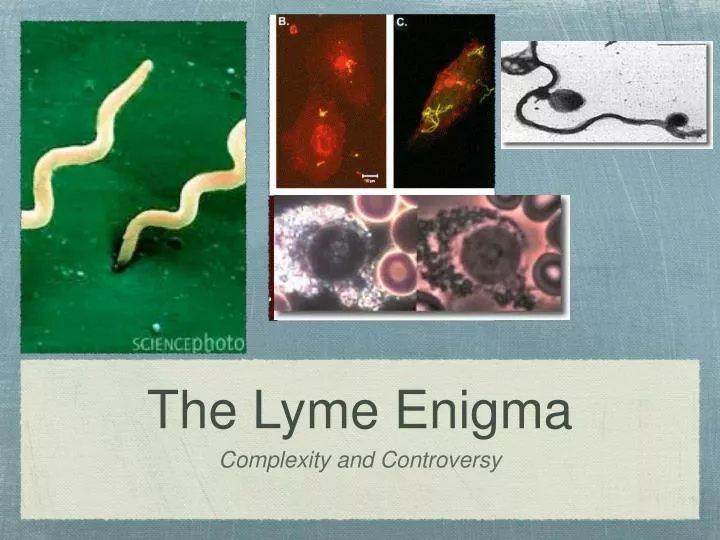 the lyme enigma