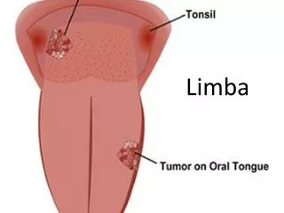 limba