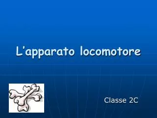 l apparato locomotore