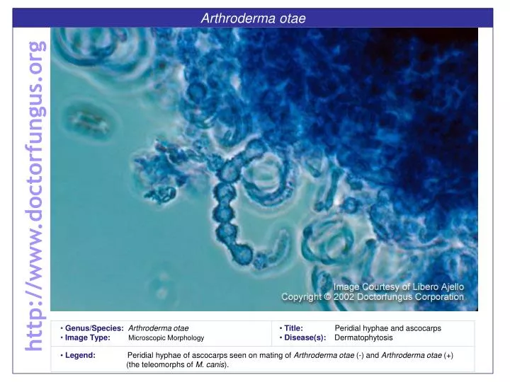 arthroderma otae